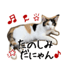 猫の館ME LINE スタンプ Vol.1（個別スタンプ：16）