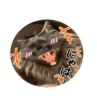 猫の館ME LINE スタンプ Vol.1（個別スタンプ：17）