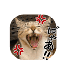 猫の館ME LINE スタンプ Vol.1（個別スタンプ：18）