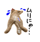猫の館ME LINE スタンプ Vol.1（個別スタンプ：19）
