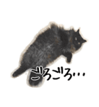 猫の館ME LINE スタンプ Vol.1（個別スタンプ：20）