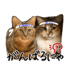 猫の館ME LINE スタンプ Vol.1（個別スタンプ：22）