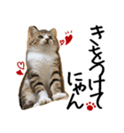 猫の館ME LINE スタンプ Vol.1（個別スタンプ：23）