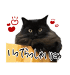 猫の館ME LINE スタンプ Vol.1（個別スタンプ：24）