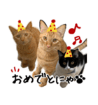 猫の館ME LINE スタンプ Vol.1（個別スタンプ：25）