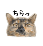 猫の館ME LINE スタンプ Vol.1（個別スタンプ：26）
