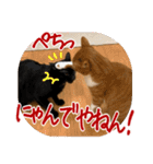 猫の館ME LINE スタンプ Vol.1（個別スタンプ：27）