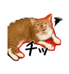 猫の館ME LINE スタンプ Vol.1（個別スタンプ：28）