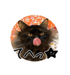 猫の館ME LINE スタンプ Vol.1（個別スタンプ：29）
