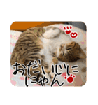 猫の館ME LINE スタンプ Vol.1（個別スタンプ：31）