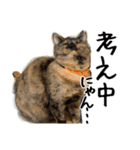 猫の館ME LINE スタンプ Vol.1（個別スタンプ：32）