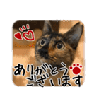 猫の館ME LINE スタンプ Vol.1（個別スタンプ：33）