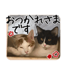 猫の館ME LINE スタンプ Vol.1（個別スタンプ：34）