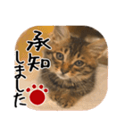 猫の館ME LINE スタンプ Vol.1（個別スタンプ：35）