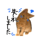 猫の館ME LINE スタンプ Vol.1（個別スタンプ：36）