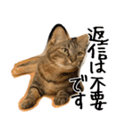 猫の館ME LINE スタンプ Vol.1（個別スタンプ：37）