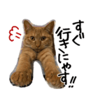 猫の館ME LINE スタンプ Vol.1（個別スタンプ：38）