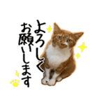 猫の館ME LINE スタンプ Vol.1（個別スタンプ：40）