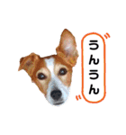 ジャックのロッタちゃん☆2（個別スタンプ：7）