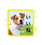 ジャックのロッタちゃん☆2（個別スタンプ：8）