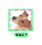 ジャックのロッタちゃん☆2（個別スタンプ：13）