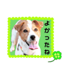 ジャックのロッタちゃん☆2（個別スタンプ：14）