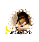 ジャックのロッタちゃん☆2（個別スタンプ：24）