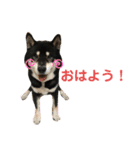 ♡黒柴りき♡（個別スタンプ：1）