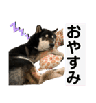 ♡黒柴りき♡（個別スタンプ：4）