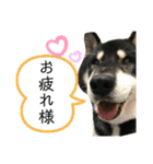 ♡黒柴りき♡（個別スタンプ：10）