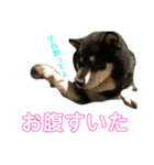 ♡黒柴りき♡（個別スタンプ：16）