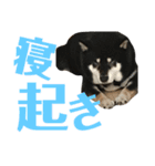 ♡黒柴りき♡（個別スタンプ：18）