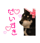 ♡黒柴りき♡（個別スタンプ：20）