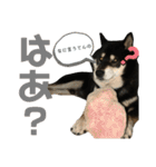 ♡黒柴りき♡（個別スタンプ：28）