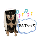 ♡黒柴りき♡（個別スタンプ：31）