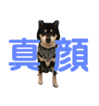 ♡黒柴りき♡（個別スタンプ：32）