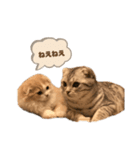 たぬもた⑧（個別スタンプ：1）