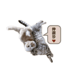 たぬもた⑧（個別スタンプ：4）