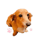 愛しのくっきーさん（個別スタンプ：1）