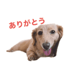 愛しのくっきーさん（個別スタンプ：10）