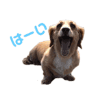 愛しのくっきーさん（個別スタンプ：11）