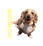 愛しのくっきーさん（個別スタンプ：13）