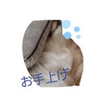 S家のわんこ1（個別スタンプ：4）