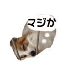 S家のわんこ1（個別スタンプ：8）