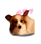 S家のわんこ1（個別スタンプ：11）