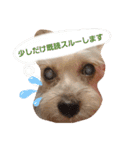 S家のわんこ1（個別スタンプ：14）