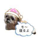 かわいいあいけんたち（個別スタンプ：6）