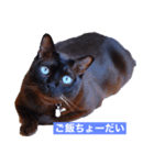 青い瞳の猫ジル（個別スタンプ：1）
