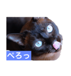 青い瞳の猫ジル（個別スタンプ：2）
