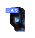 青い瞳の猫ジル（個別スタンプ：3）